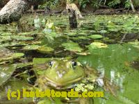 /home//u458753944/public_html/sourcegallery////Frogs/Bullfrogs 2016-08 Ontario/P8140091.JPG